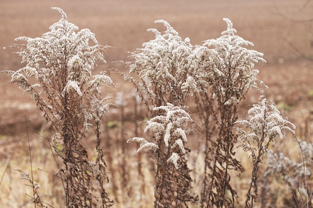 Fleurs douces sèches dans le champ sur fond beige