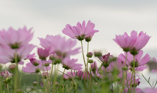 Les fleurs du cosmos fleurissent magnifiquement dans le jardin naturel.