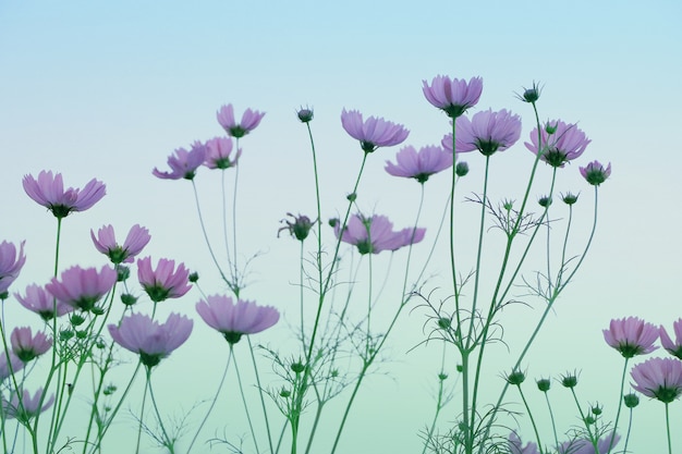 Les fleurs du cosmos rose, au foyer flou, ont un aspect bleu vert.