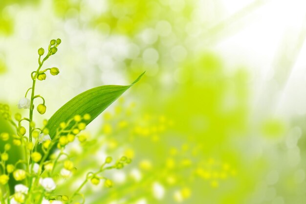 Photo les fleurs du paysage de printemps, le lys de la vallée à l'extérieur