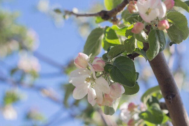 Fleurs du pommier en fleurs un jour de printemps