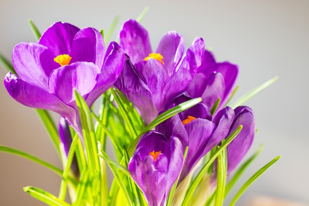 Fleurs du premier printemps - bouquet d'iris violets, crocus aux feuilles vertes sur fond flou avec fond