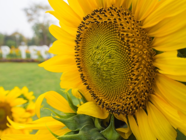 Fleurs du soleil dans un champ