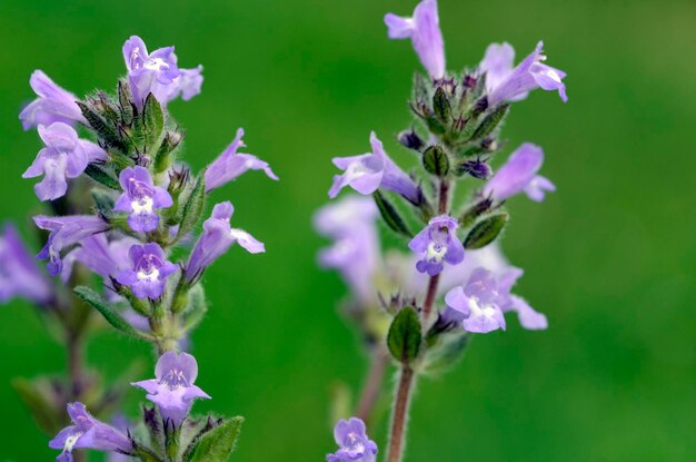 Les fleurs du thym rocheux Clinopodium alpinum ou Satureja alpina ou Acinos alpinus