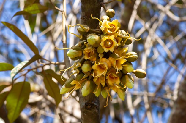 Photo les fleurs de durian durio zibethinus roi des fruits qui fleurissent sur la branche de l'arbre