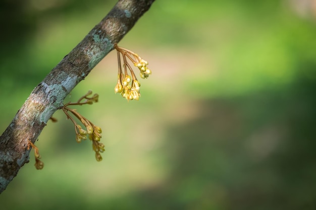 Les fleurs de durian poussent à partir des branches du durian.