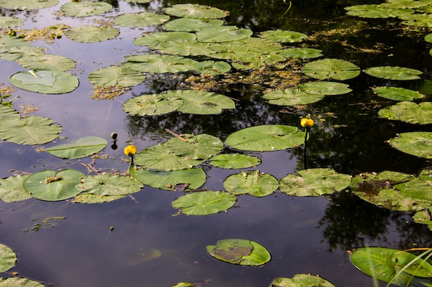 Fleurs d'eau jaune (Nuphar Lutea) dans le lac