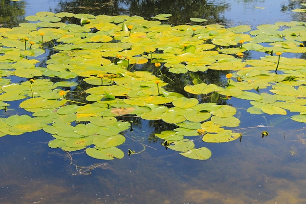 Fleurs d'eau jaune (Nuphar Lutea)