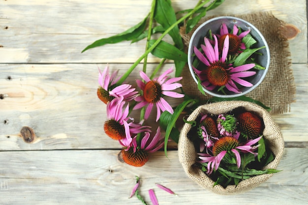 Fleurs d'échinacée. Plante médicinale.