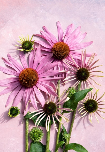 Fleurs d'échinacée pourpre sur fond rose avec un espace réservé au texte Article de carte postale affiche