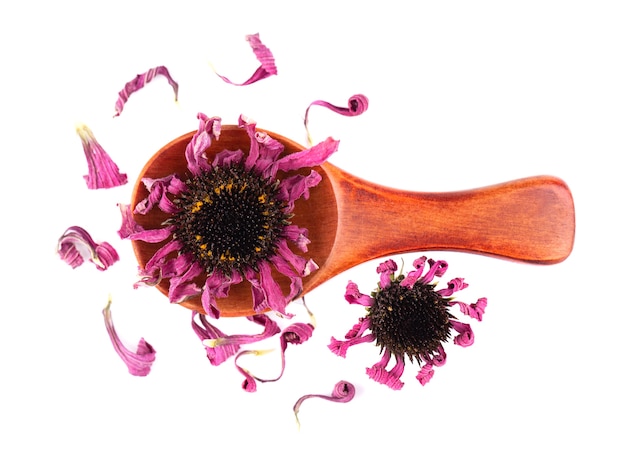 Fleurs d'échinacée séchées sur cuillère en bois isolé