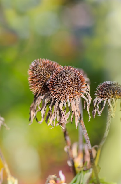 Fleurs d&#39;échinacée séchées