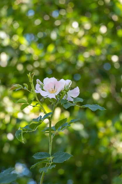 Fleurs d'églantier blanc canina