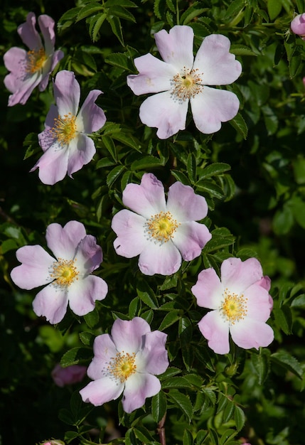 Fleurs d'églantier rose Hipshop Rosier sauvage