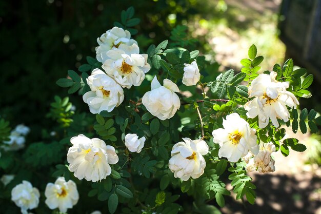 Fleurs d'églantier