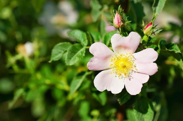 Fleurs d'églantier