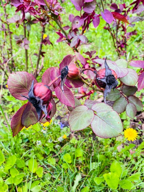 fleurs d'églantier