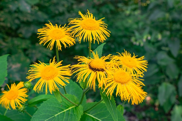 Fleurs d'élecampane en fleurs, (Inula helenium)