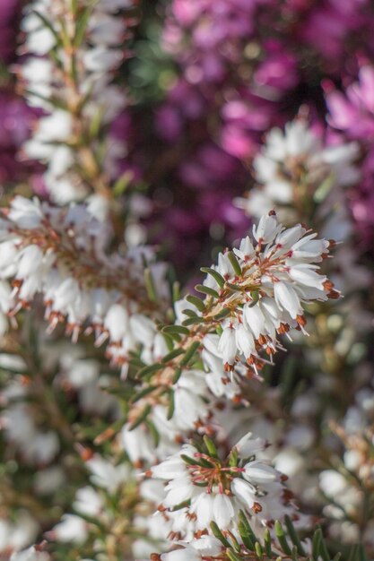 Fleurs épanouies en arrière-plan