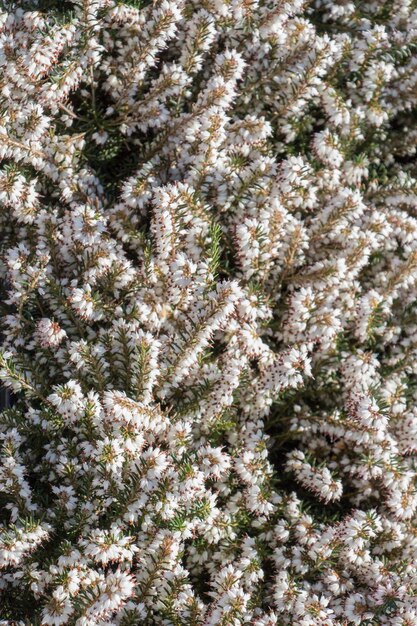 Fleurs épanouies en arrière-plan