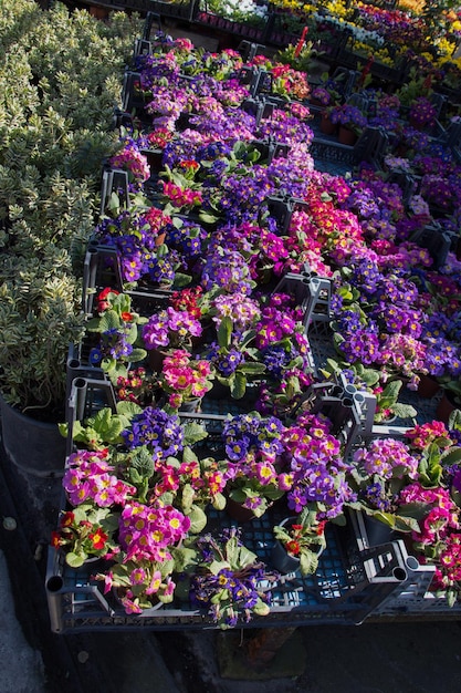 Fleurs épanouies en arrière-plan