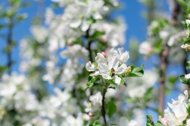 Fleurs épanouies sur les branches des arbres