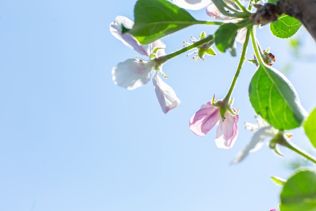 Fleurs épanouies sur des branches de pommier