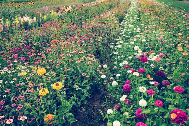 Fleurs épanouies dans une ferme