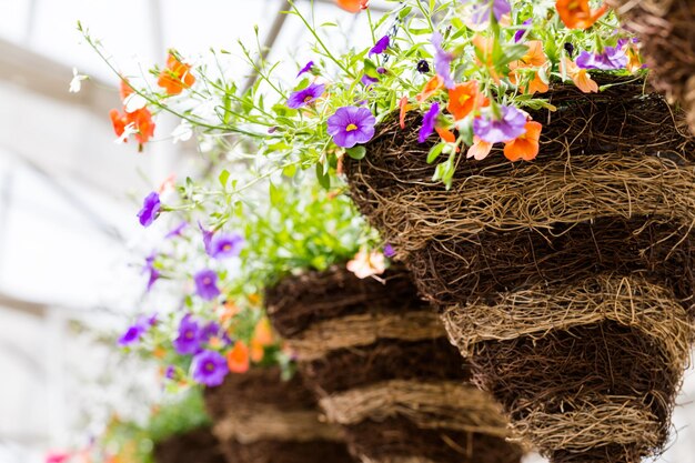 Fleurs épanouies dans des pots suspendus sur un présentoir.