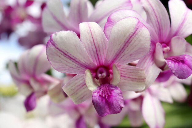 Les fleurs épanouies étaient très belles.