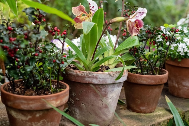 Les fleurs épanouies poussent dans des pots en céramique dans le patio du jardin