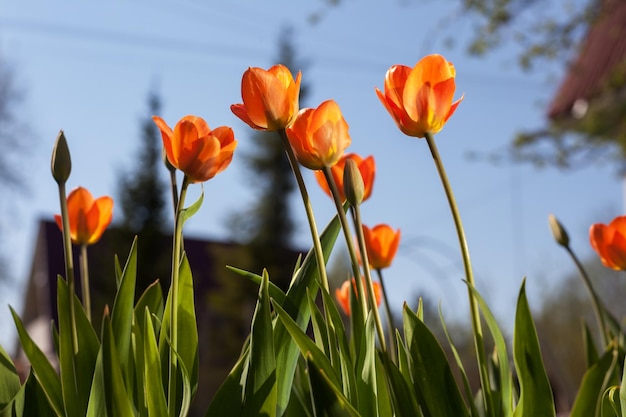 Fleurs épanouies de tulipes roses dans le village