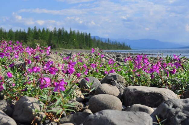 Fleurs d'épilobe sur les pavés au bord de la rivière