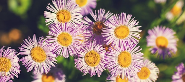 Fleurs d'erigeron Fond de fleurs de belle nature Fond de nature de printemps Vue de dessus Bannière horizontale