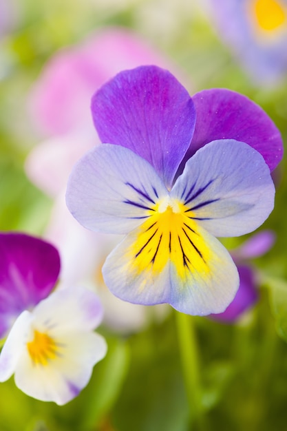 Fleurs d'été belle pensée dans le jardin