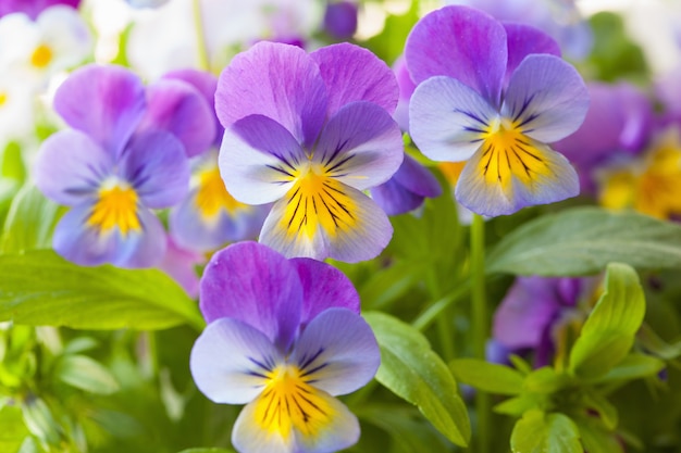 Fleurs d'été belle pensée dans le jardin