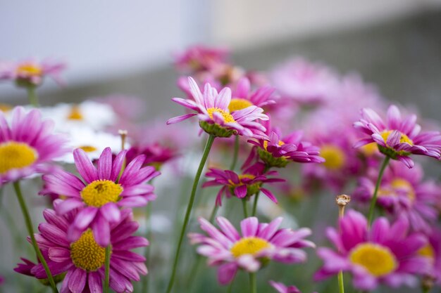 des fleurs d'été blanches et violettes qui poussent dans le jardin