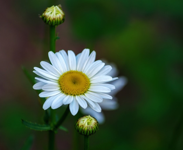 Fleurs d'été camomille fleurs sur Prairie