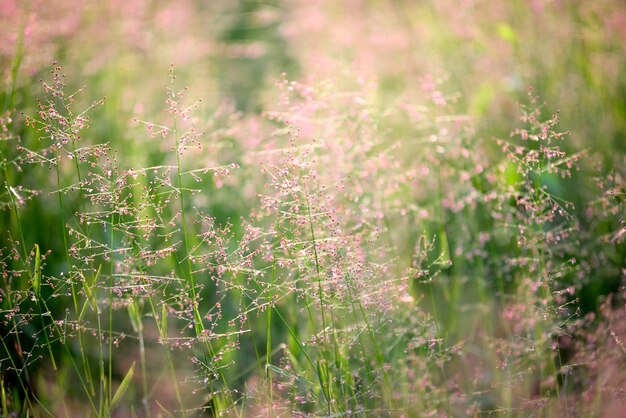 fleurs d&#39;été, champ de fleurs.