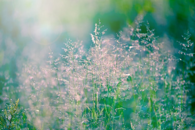 Fleurs D'été, Champ De Fleurs.