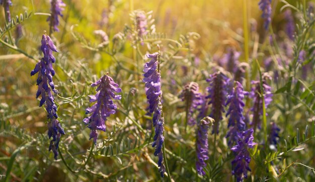 Des fleurs d'été de couleur pourpre sous les rayons du soleil Focus sélectif arrière-plan flou