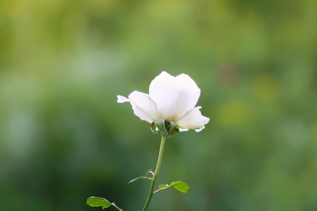 Fleurs d'été dans un dépôt par une journée ensoleillée