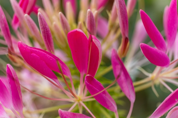 Les fleurs d'été fleurissent dans les fleurs du jardin de différentes couleurs