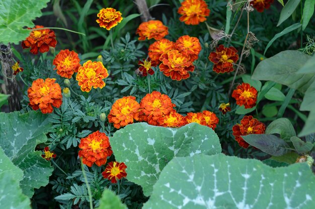 fleurs d'été en fleurs dans le jardin