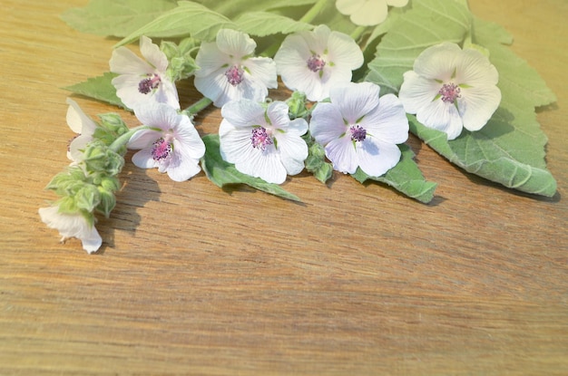 Fleurs d'été de guimauve