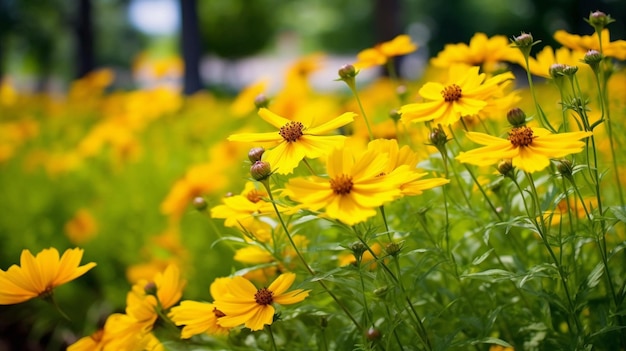 Fleurs d'été en jaune