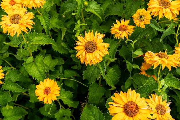 Fleurs d'été jaunes dans le pré