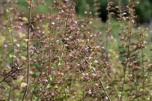 Fleurs d'été libre