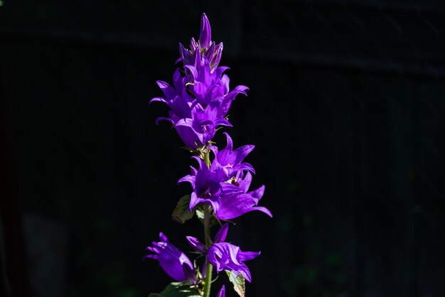 Fleurs d'été lumineuses jacinthes des bois violet libre copie espace