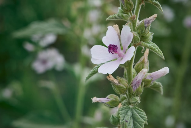 Fleurs d'été de la mauve des marais